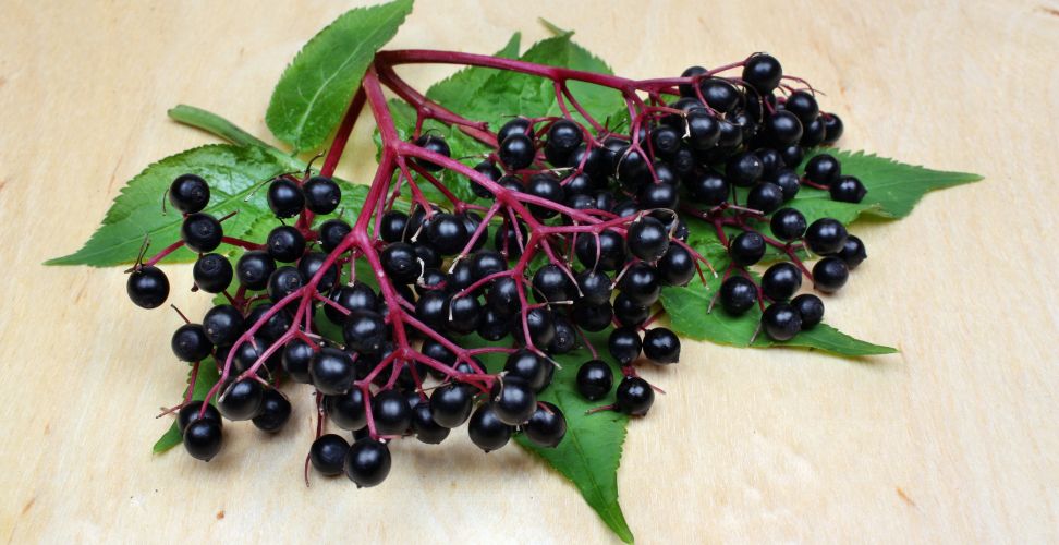 Elderberry: Known for Its Powerful Antioxidant Properties