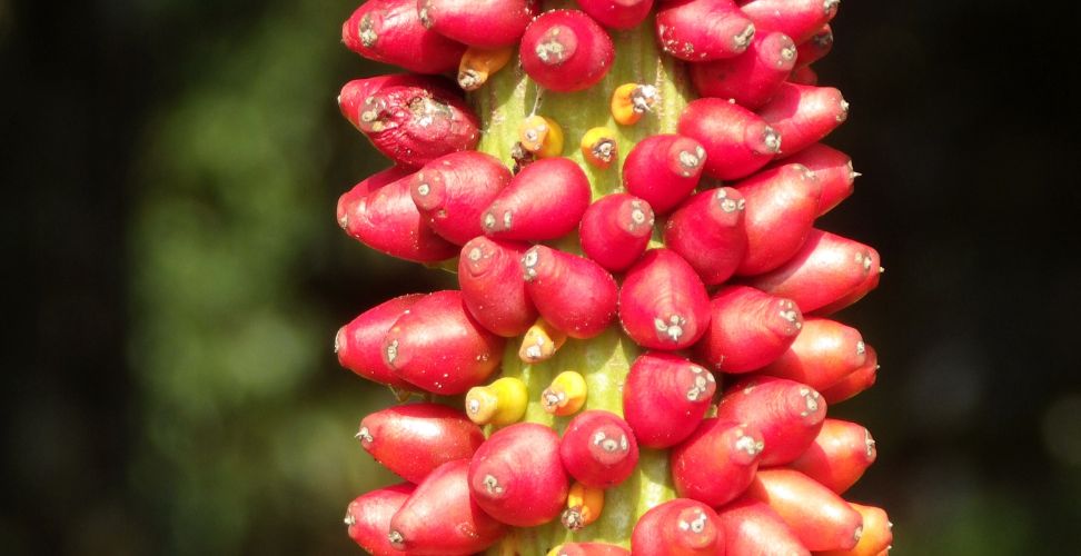 Glucomannan: The Fiber that Promotes Feelings of Fullness