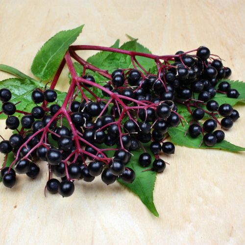 Elderberry: Known for Its Powerful Antioxidant Properties
