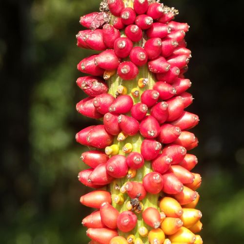 Glucomannan: The Fiber that Promotes Feelings of Fullness